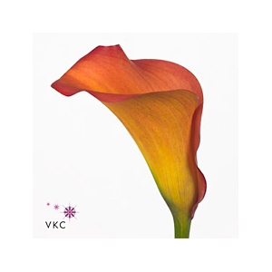 Calla Callista
