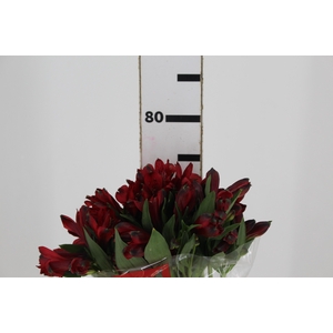 ALSTROEMERIA MERLOT 080 CM VERMELHO