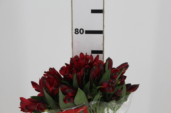 <h4>ALSTROEMERIA MERLOT 080 CM VERMELHO</h4>