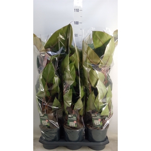 Philodendron  'Red Emerald'