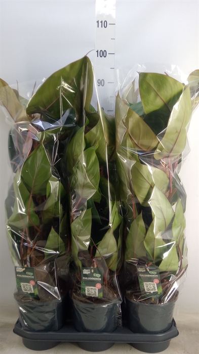 <h4>Philodendron  'Red Emerald'</h4>