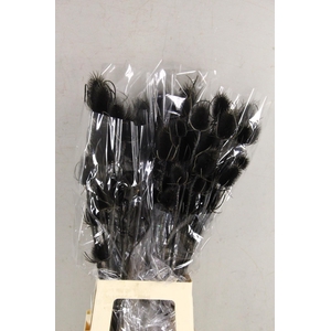 DF Dipsacus Black Bs 130g