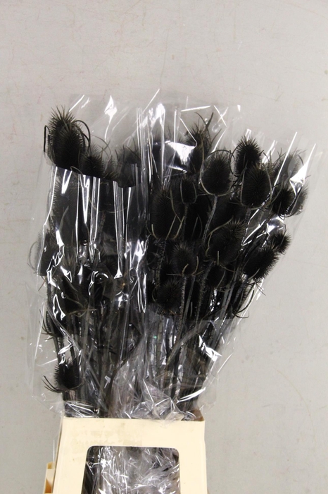 DF Dipsacus Black Bs 130g