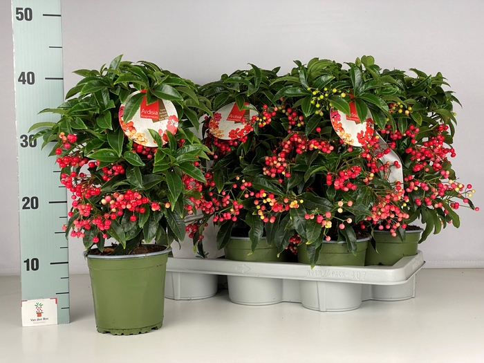 <h4>ARDIS CR BOS PR</h4>