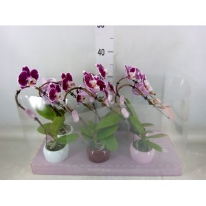Phalaenopsis   ...red