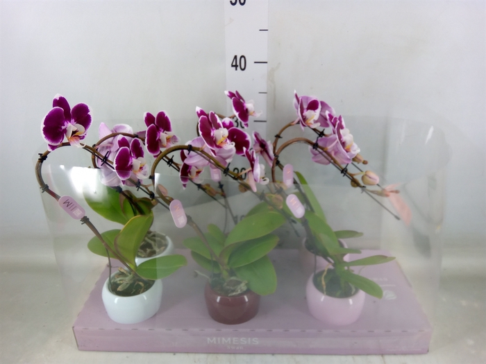 <h4>Phalaenopsis   ...red</h4>