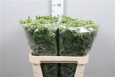 <h4>Eupat Rugo Braunlaub</h4>