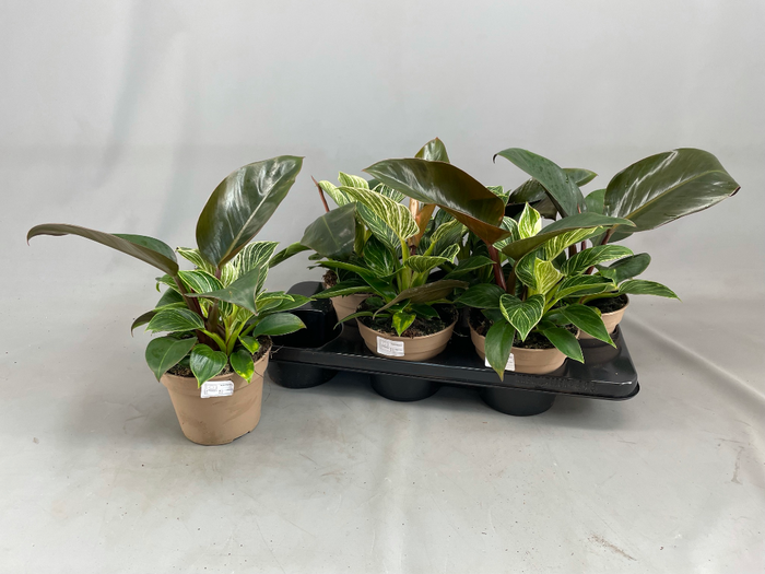 <h4>PHIL BIRKIN</h4>