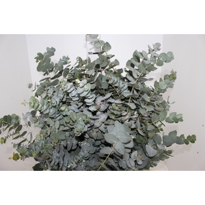 FOLHAGEM EUCAFLOR