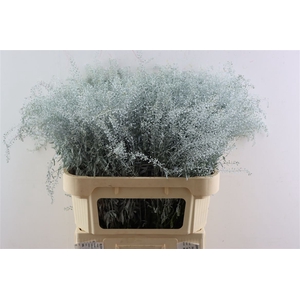 Lep Klbh Wit Frosted