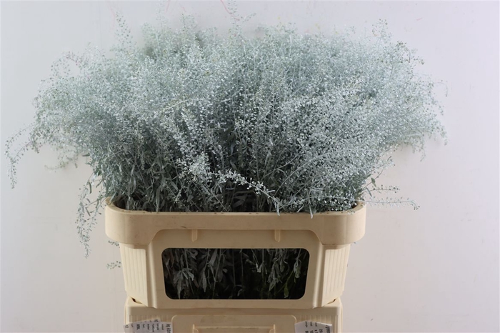 <h4>Lep Klbh Wit Frosted</h4>