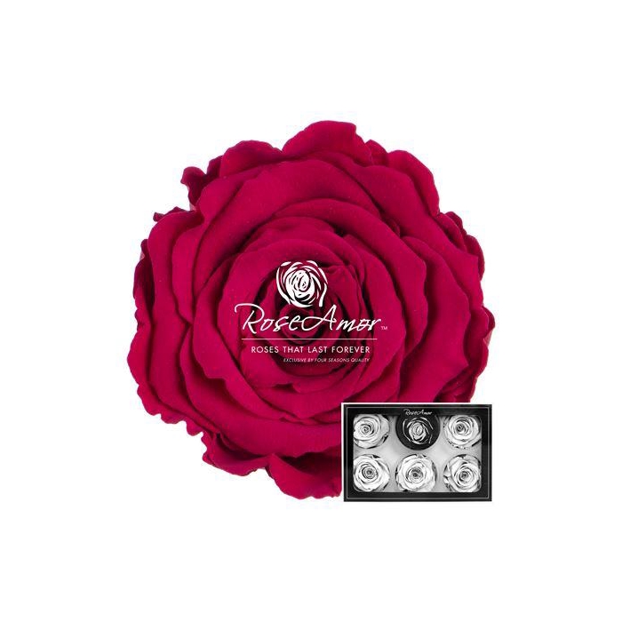 <h4>Xl Pin05</h4>