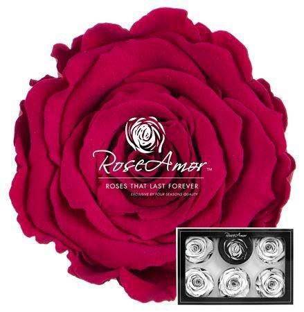 Xl Pin05