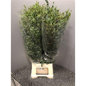 Euca Parvifolia 350gr France
