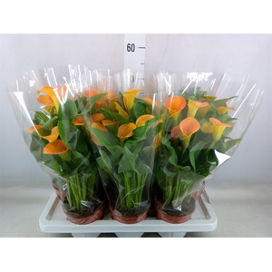 Zantedeschia  'Captain Brunello'