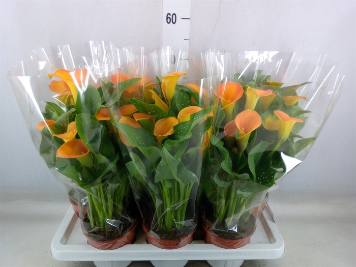 <h4>Zantedeschia  'Captain Brunello'</h4>