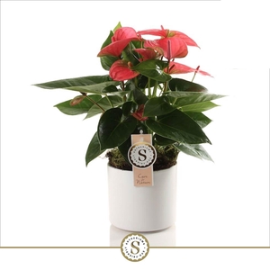 Bari keramiek White - Pink Champion