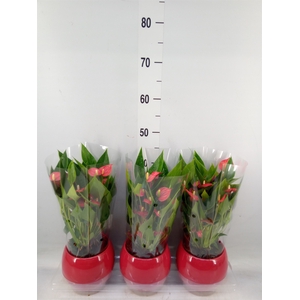 Anthurium andr. 'Mill Flowers Red'