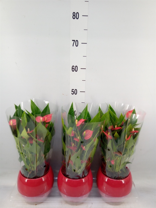 <h4>Anthurium andr. 'Mill Flowers Red'</h4>
