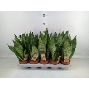Sansevieria zeylanica
