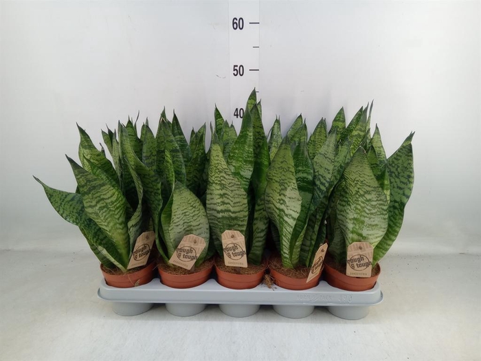 <h4>Sansevieria zeylanica</h4>