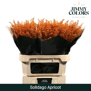 Solidago L80 Klbh. Apricot