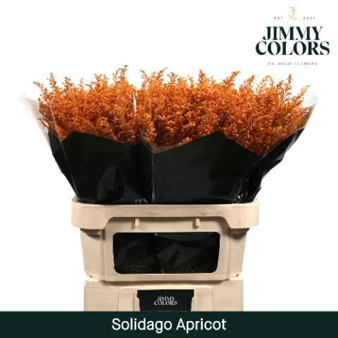 Solidago L70 Klbh. Apricot