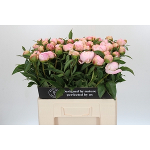 Paeonia Catharina Fontijn