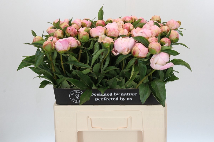 Paeonia Catharina Fontijn