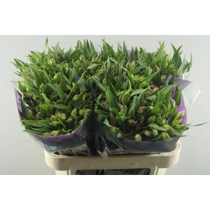 Alstr Avianna (l.rose)xxx