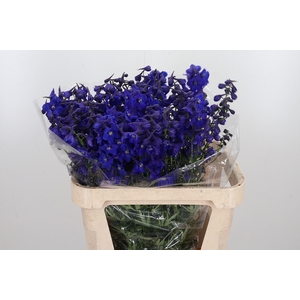 Delphinium Be Atlantis