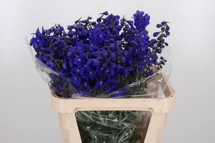 <h4>Delphinium Be Atlantis</h4>