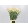 Agapanthus EYFORI White