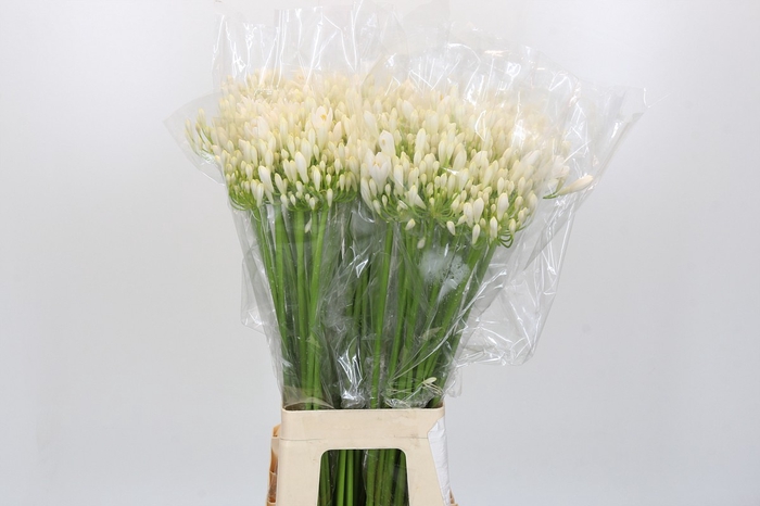 <h4>Agapanthus EYFORI White</h4>