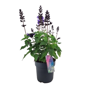 Salvia salgoon Lake Blueberry p17 (NL)