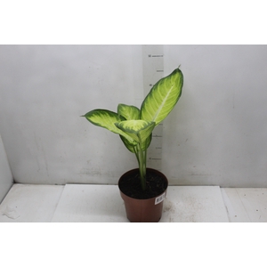 DIEFFENBACHIA TROPIC MARIANA P17