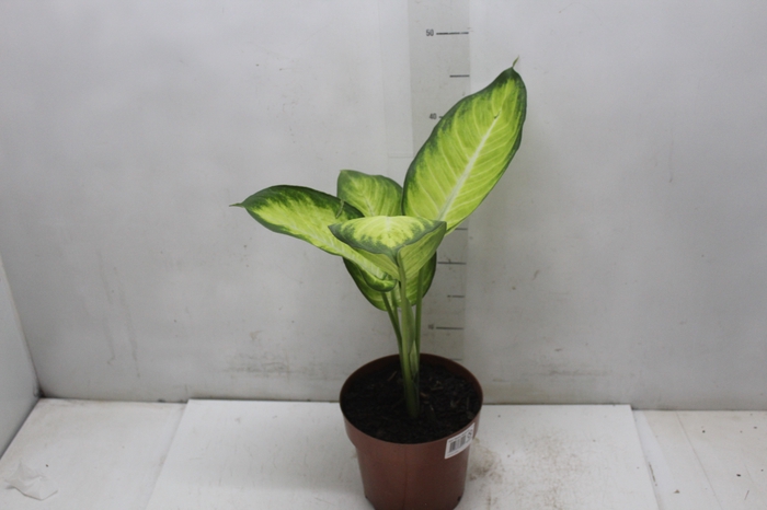 <h4>DIEFFENBACHIA TROPIC MARIANA P17</h4>