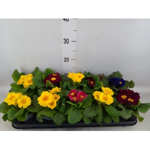 Primula ac.   ...mix