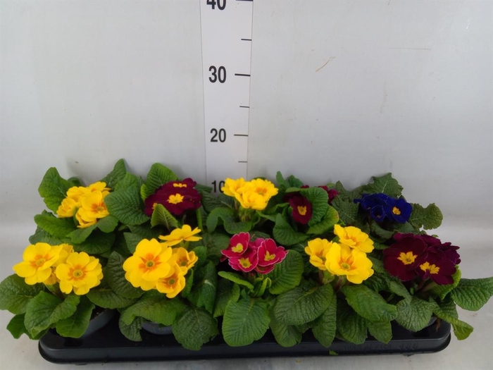 <h4>Primula ac.   ...mix</h4>