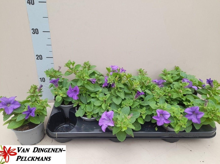 <h4>PET SKY BLUE SURFINI</h4>