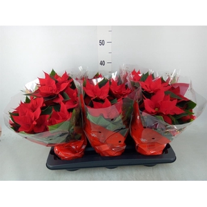 Euphorbia pulc. 'Christ Universe'