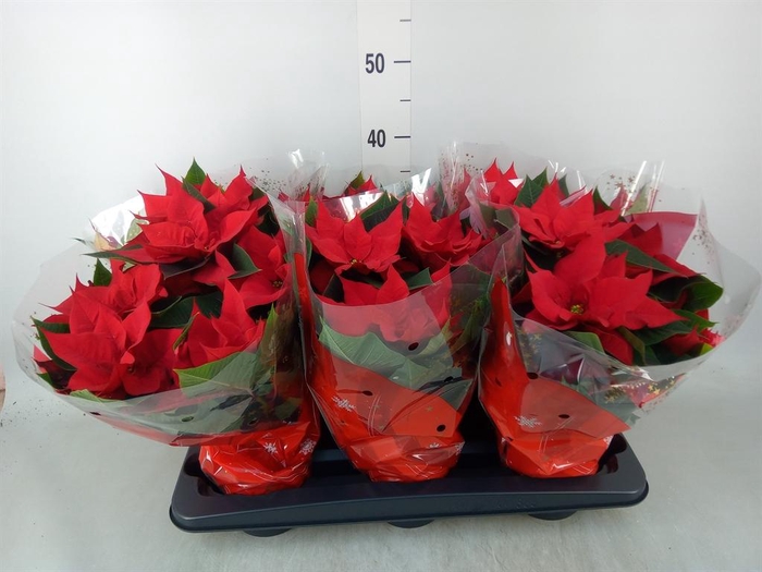 <h4>Euphorbia pulc. 'Christ Universe'</h4>