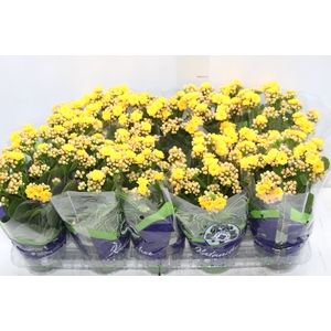 KALANCHOE DOBRADO P11 AMARELO