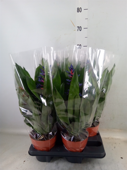 <h4>Aechmea   ...</h4>