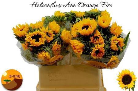 <h4>Helian An Orange Fir</h4>