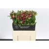 Paeonia Christmas Velvet