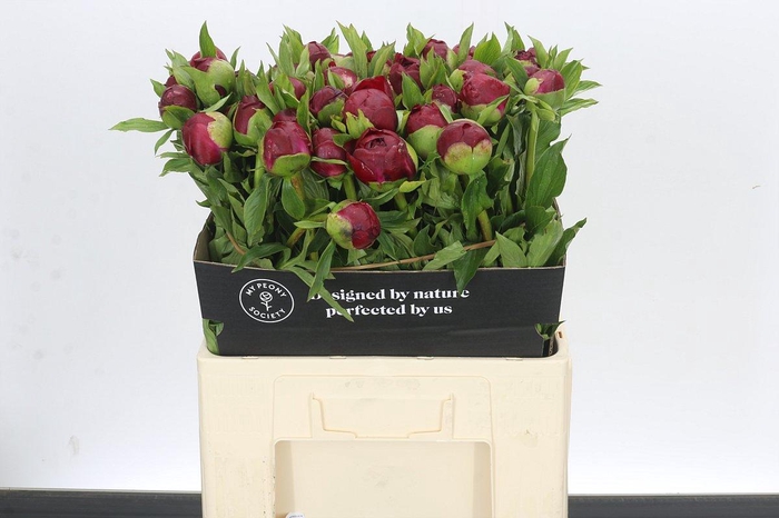 Paeonia Christmas Velvet