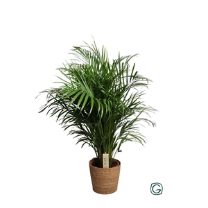 Dypsis Lut. (Areca) in natural basket