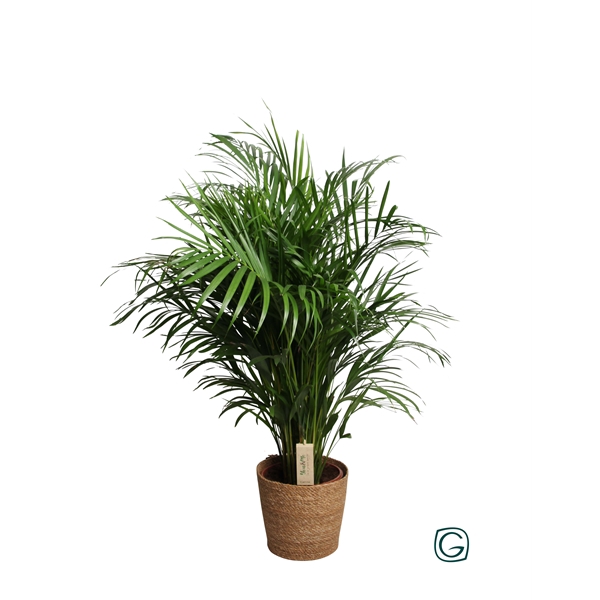 <h4>Dypsis Lut. (Areca) in natural basket</h4>