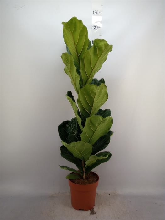 <h4>Ficus lyrata</h4>